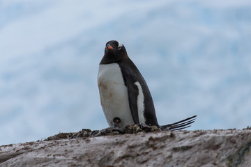 Fototapeta premium Gentoo penguin with chicks in nest