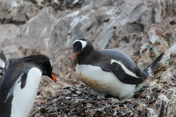 Fototapeta premium Gentoo penguin with chicks in nest