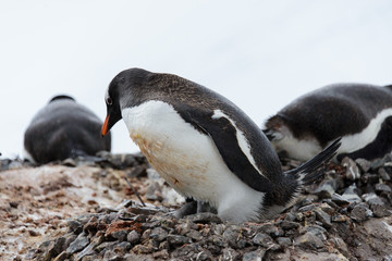 Fototapeta premium Gentoo penguin with chicks in nest
