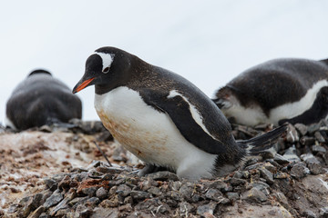 Gentoo penguin's chicks in nest
