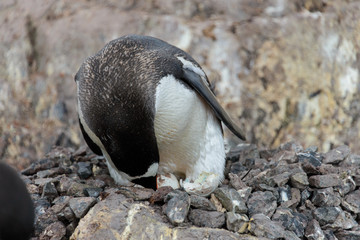Gentoo penguin's chicks in nest