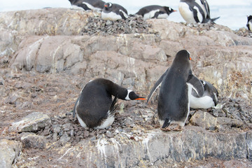 Naklejka premium Gentoo penguin catch another by beak