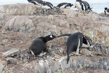 Naklejka premium Gentoo penguin catch another by beak