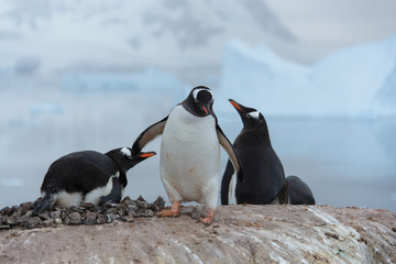 Gentoo penguin in nest