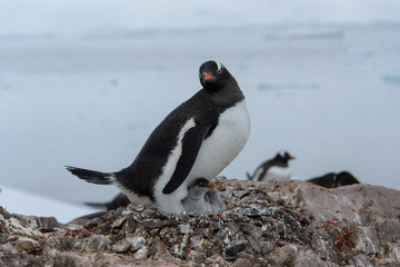 Obraz premium Gentoo penguin with chicks in nest