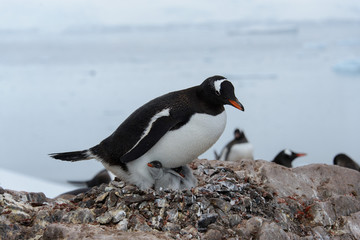 Naklejka premium Gentoo penguin with chicks in nest