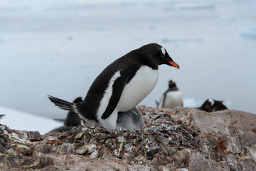 Naklejka premium Gentoo penguin with chicks in nest