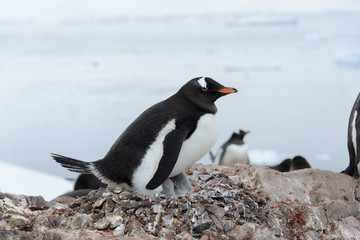 Fototapeta premium Gentoo penguin with chicks in nest