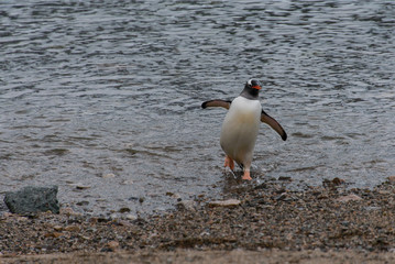 Gentoo penguin going from sea
