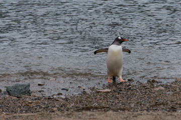 Naklejka premium Gentoo penguin going from sea