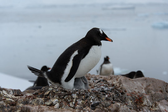 Gentoo penguin with chicks in nest