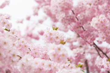 Spring background with blooming sakura flowers