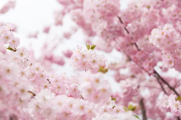 Foto auf Acrylglas Spring background with blooming sakura flowers © Olha Sydorenko