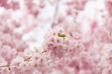 Natur Szenerie mit Kirschblüte 