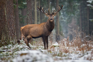 Great Adult Noble Deer Looking At You. Belorussian Wildlife Landscape With Red Deer (Cervus elaphus). Magnificent Deer On The Edge Of Forest. Beautiful Stag Close-Up, Artistic View. Trophy Stag