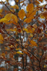Beech leaves in autumn in the forest