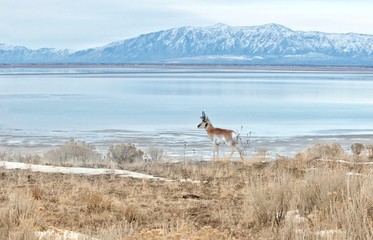Pronghorn in it's vast range against the skyline and horizon.  The pronghorn of the western United States are iconic and are often seen in the same areas as North American bison.