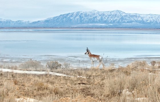 Pronghorn in it's vast range against the skyline and horizon.  The pronghorn of the western United States are iconic and are often seen in the same areas as North American bison.