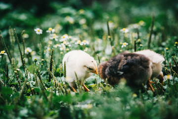 Mom chicken with her baby chick feeding with organics in local.