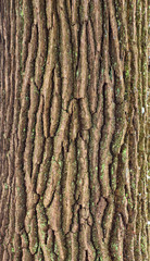 Relief texture of the bark of oak with green moss and lichen.  Image of a tree bark texture.