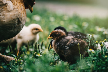 Mom chicken with her baby chick feeding with organics in local.