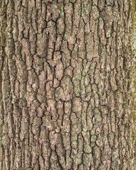 Relief texture of the bark of oak with green moss and lichen.  Image of a tree bark texture.