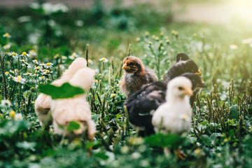 Mom chicken with her baby chick feeding with organics in local.