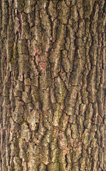 Relief texture of the bark of oak with green moss and lichen.  Image of a tree bark texture.