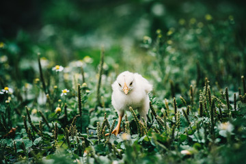 little angry chicken standing on the earth and shouting
