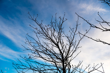 Tree Branch without leaves, autumn,winter. With sky background