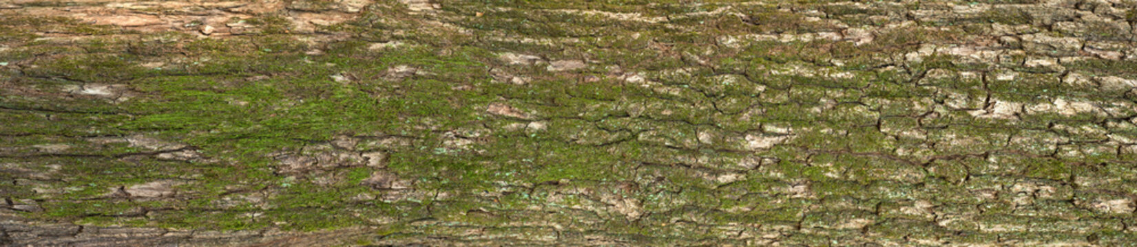 Relief texture of the bark of oak with green moss and lichen. Panoramic photo of a tree bark texture.