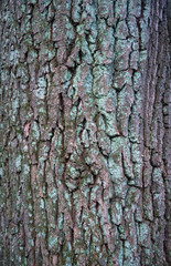 Relief texture of the bark of oak with green moss and lichen.  Image of a tree bark texture.