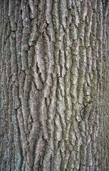 Relief texture of the bark of oak with green moss and lichen.  Image of a tree bark texture.