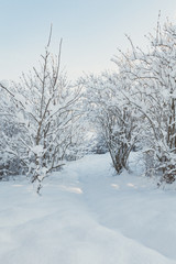 Camino en el bosque cubierto de nieve