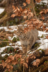 Rotluchs