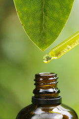 pure natural oil.  pipette with Pure Natural Essential Oil and a green leaf with a drop of oil on a green blurred background.Organic Botanical Serum.