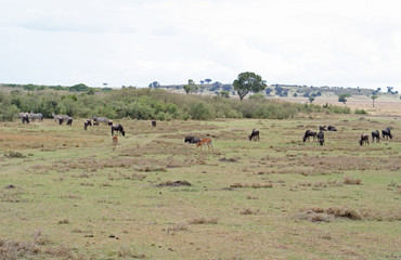 Fototapeta na wymiar wilde lebende Tiere (Gnu, Antilope, Zebra) in der Savanne in Afrika