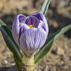 side view of beautiful purple and white striped cocus flower on blurred dirt background