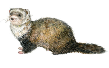 Ferret .Watercolor illustration on white isolated background