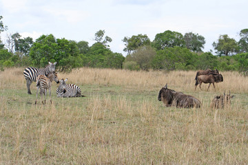 Fototapeta na wymiar Zebra und Gnu in Afrika in Graslandschaft