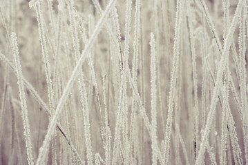 The texture of winter reeds covered with hoarfrost on a February day