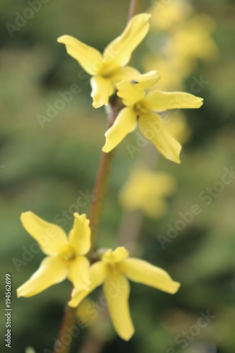 Forsycja Stock Photo And Royalty Free Images On Fotoliacom Pic