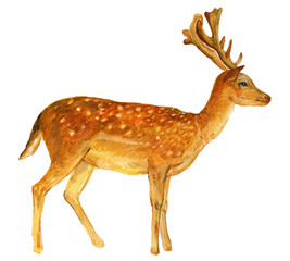 Forest spotted deer .Watercolor illustration on white isolated background