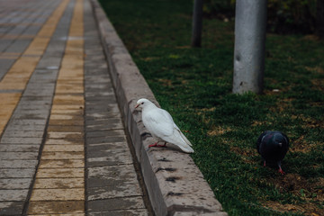 Street white pigeon sitting on the curb