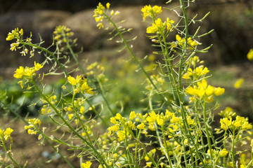 A bee flew in cauliflower