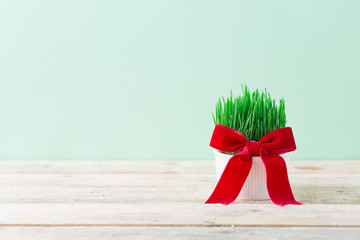 Easter green wheat grass in small various sizes, Novruz spring celebration nature awakening symbol, fresh green grains sprouting in white bowls on wooden table, semeni Azerbaijan, Persian nowruz sabzi