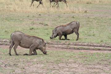 Warzenschweine in Afrika auf Futtersuche