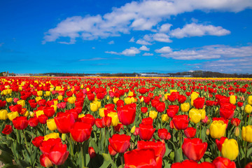 Spring blooming tulip field. Spring floral background.