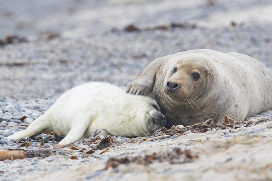 Grey seal, also Atlantic or horsehead seal (Halichoerus grypus), pup lying against mother, Heligoland, Schleswig-Holstein, Germany, Europe
