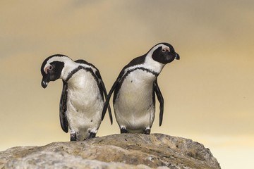 Two African penguins standing on rock
